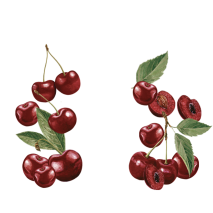 Maison Riviera Cherry Goat Yogourt Petit Pot