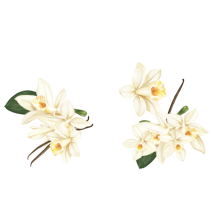 Maison Riviera Délices Végétaux au Lait de Coco Vanille