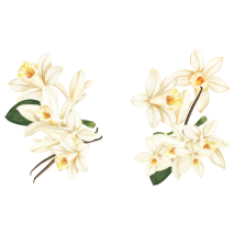 Maison Riviera Vanilla Set-Style Yogourt Petit Pot