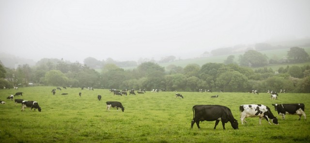 Maison Riviera Our Commitment Cows in field