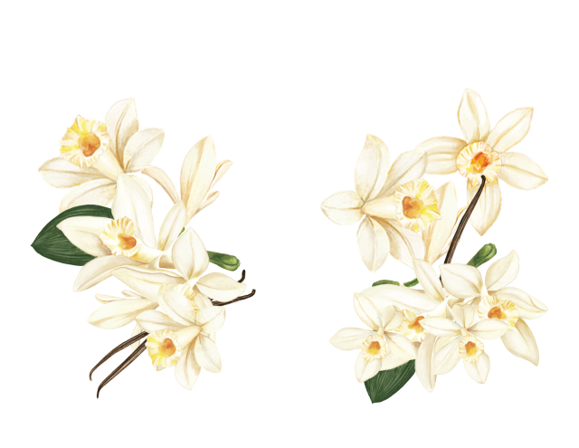 Maison Riviera Vanilla Coconut Milk Vegan Delight